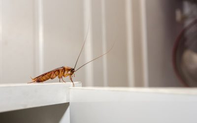 ¿Por qué es tan difícil matar una cucaracha?